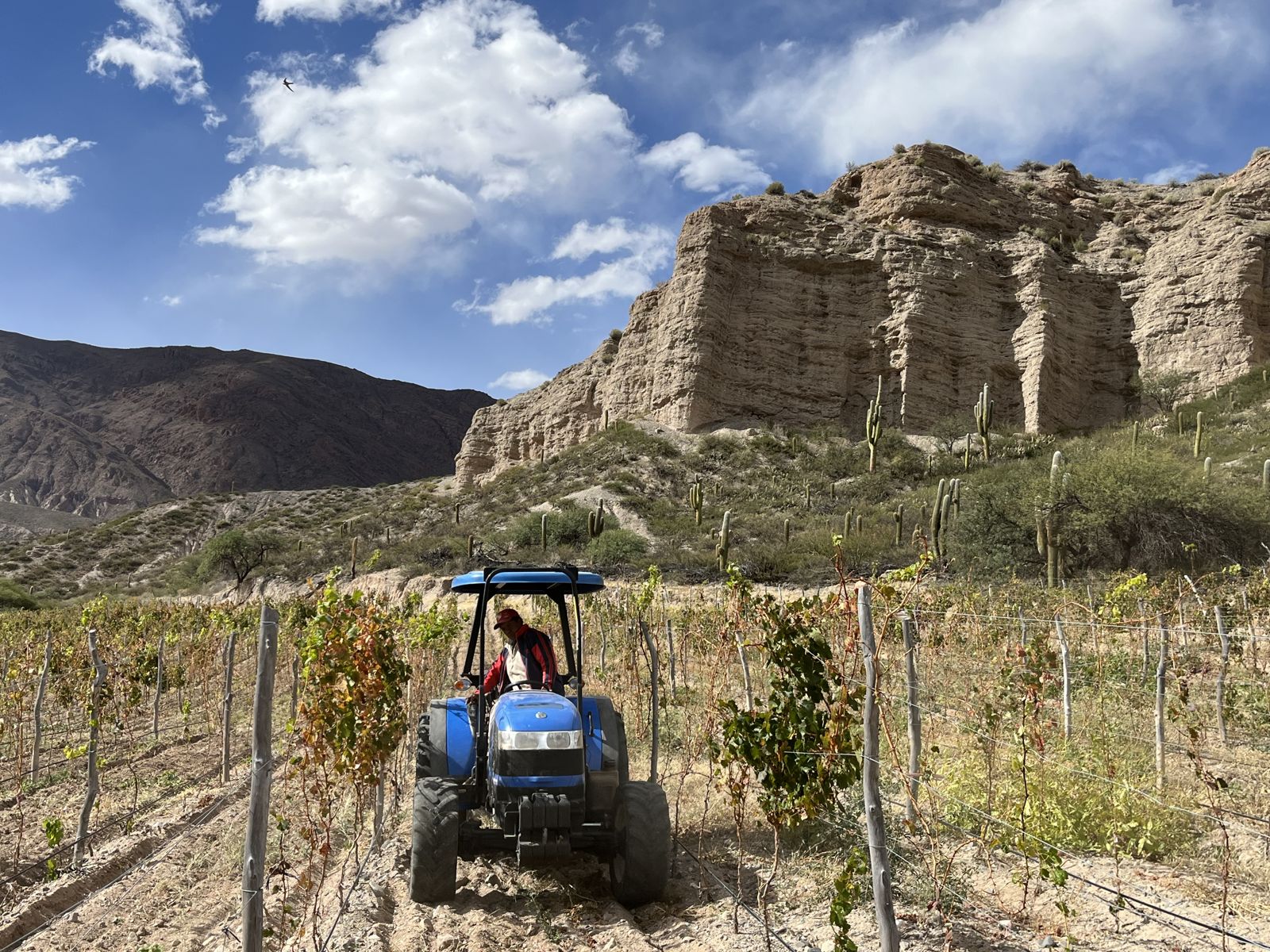 A tractor in the vine rows below a sandstone cliff at Gualfín