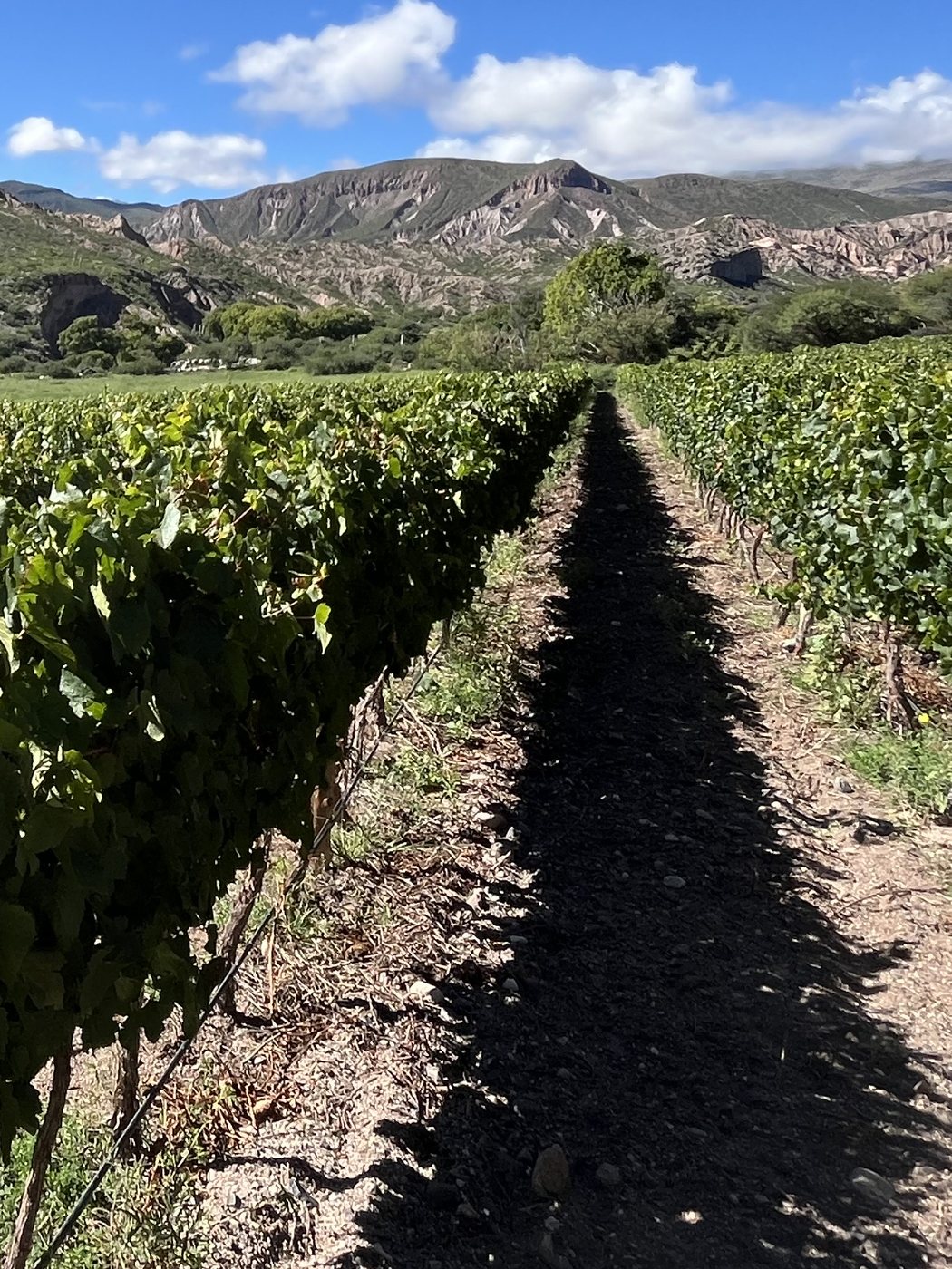 Vine rows at Gualfín